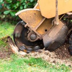projects_Stump-Grinding2