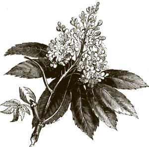 horse-chestnut-flower