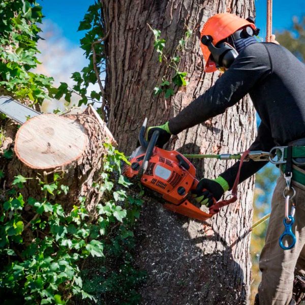 Emergency Tree Removal Services