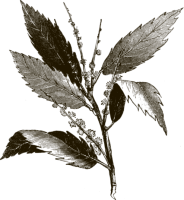 flower-of-the-chestnut