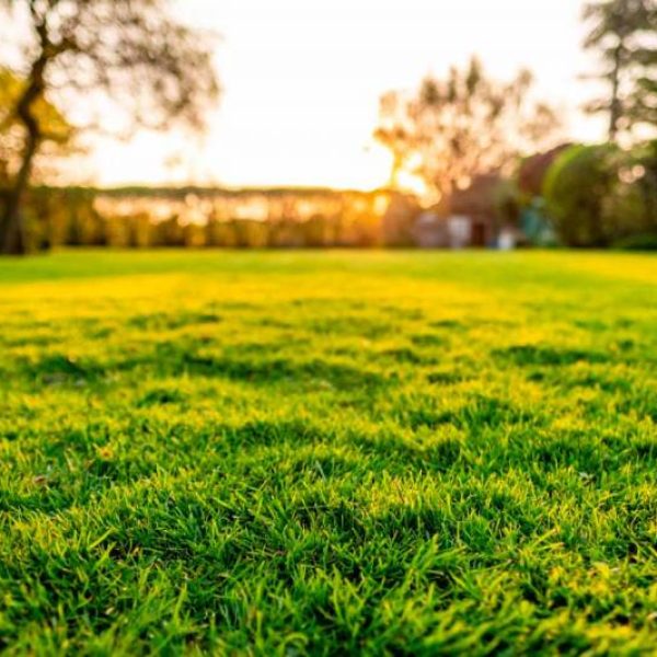 Sod Installation Service 1
